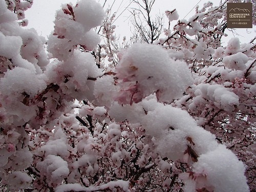 桜に積もった雪　Ｐ