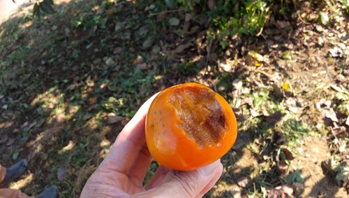 草もあまり伸びなくなってきた。 草もあまり伸びなくなってきた。