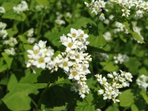 秋そばの花はまもなく見頃を迎えます