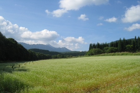 秋そばの花はまもなく見頃を迎えます