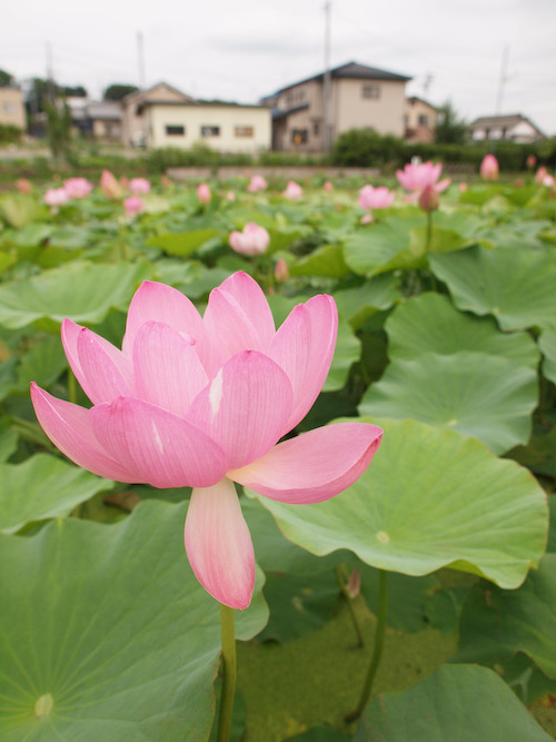 蓮 (OLYMPUS E-30)