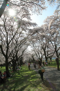 桜道（佐久の桜を撮る）
