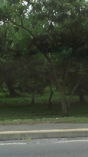 小布施町の栗☆