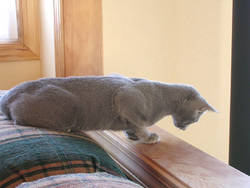 猫の性格