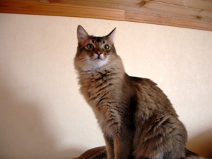 猫でございます