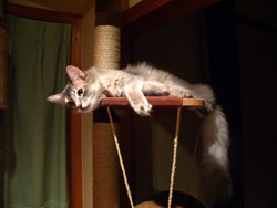 キャットタワーの上で