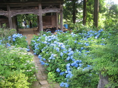 戸狩あじさい祭り