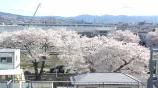 ベルベットイースター