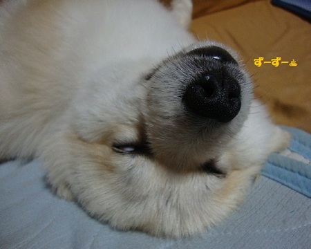 今日のガブ♨ 今日のガブ♨