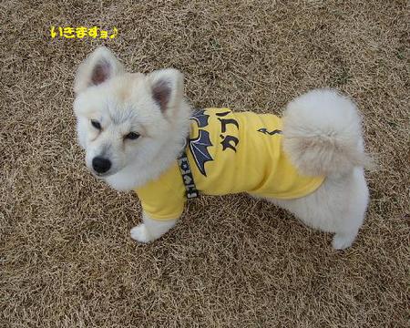 アイリック・ドッグラン♨ アイリック・ドッグラン♨