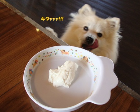 アイリック・ドッグラン&カフェ&トリム♨ アイリック・ドッグラン&カフェ&トリム♨