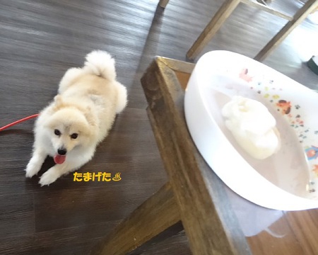 アイリック(ドッグラン&カフェ&トリム)♨ アイリック(ドッグラン&カフェ&トリム)♨
