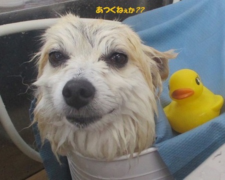 アイリック(ドッグラン&カフェ&トリム)♨ アイリック(ドッグラン&カフェ&トリム)♨