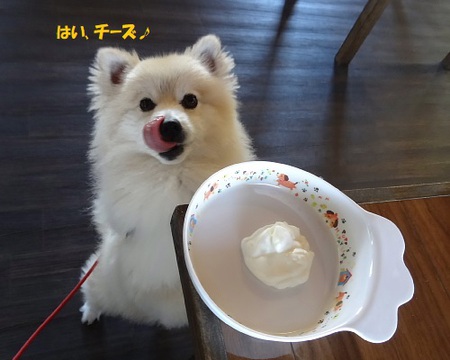 アイリック(ドッグラン&カフェ&トリム)♨ アイリック(ドッグラン&カフェ&トリム)♨