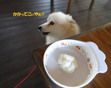 アイリック(ドッグラン&カフェ&トリム)♨ アイリック(ドッグラン&カフェ&トリム)♨