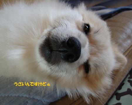 今日のガブ♨ 今日のガブ♨