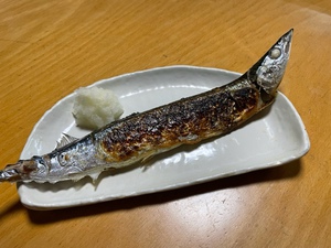 朝から秋刀魚
