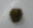 何でしょうか? 何でしょうか?