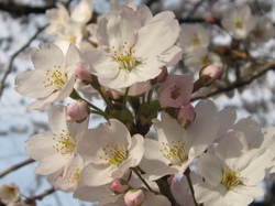 桜尽くし