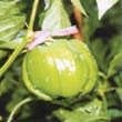長岡野菜