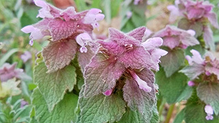 ピンクの野花の名前