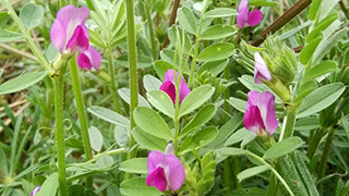 ピンクの野花の名前