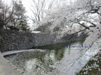 松本城の桜が美しすぎる。