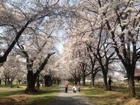 桜の咲く日