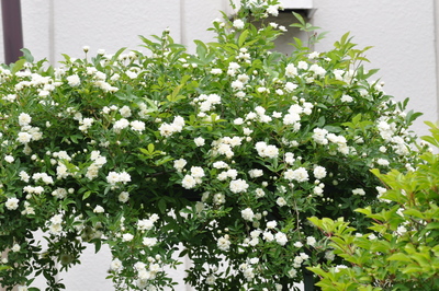 我が家の花たち３　今日は白い花。。