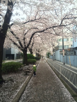桜