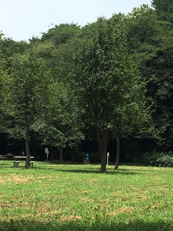 代々木公園