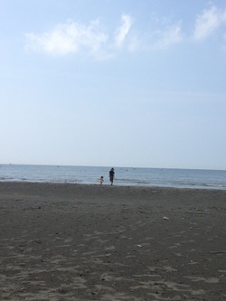 海