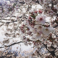 辰巳公園（長野市吉田）の桜❗️