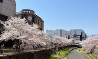 満開の桜と女鳥羽川✨２０２４年５月の松本サークル予定・メンバー＆ボランティア募集！
