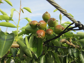 西洋梨の摘果作業