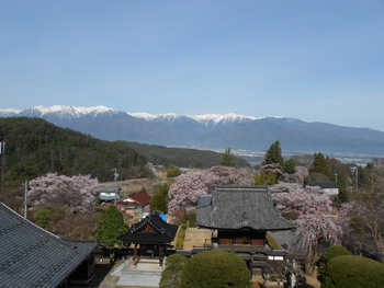 蔵沢寺　桜満開