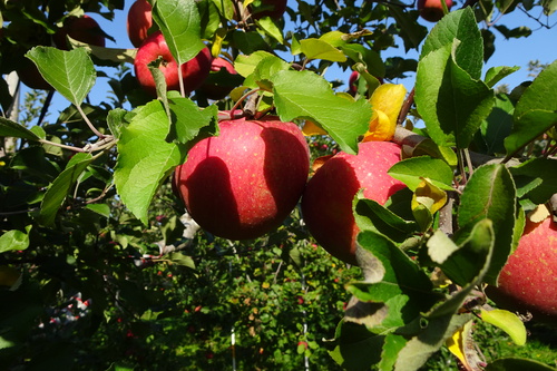 葉とらずりんご サンふじ