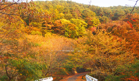 紅葉真っ盛り 紅葉真っ盛り