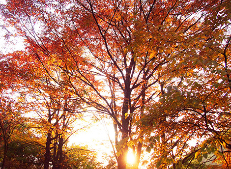 紅葉真っ盛り 紅葉真っ盛り