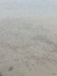 箸休め141