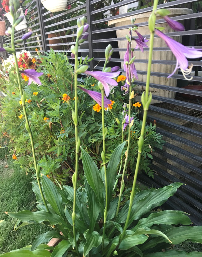 名前の知らない花 名前の知らない花