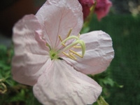久々のウオーキング ・ 月見草