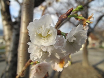 冬桜を写して来た 冬桜を写して来た