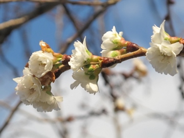 冬桜を写して来た 冬桜を写して来た