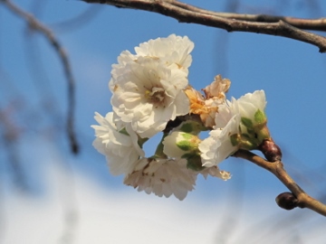 冬桜を写して来た 冬桜を写して来た