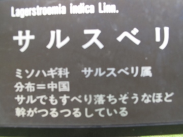 さるすべり