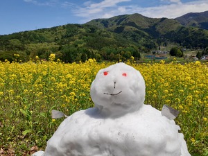 菜の花公園 菜の花公園