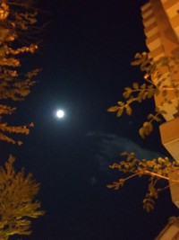 ✿*:・゚9月お寺ヨガご感想〜⁽⁽ଘ( ˊᵕˋ )ଓ⁾⁾ ✿*: ✿*:・゚9月お寺ヨガご感想〜⁽⁽ଘ( ˊᵕˋ )ଓ⁾⁾ ✿*: