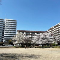ʚ♡ɞ 4/1月初め 桜満開? ? ʚ♡ɞ ʚ♡ɞ 4/1月初め 桜満開? ? ʚ♡ɞ