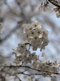 \ 桜満開! / \ 桜満開! /